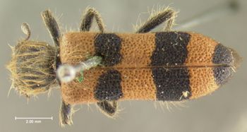 Media type: image;   Entomology 33465 Aspect: habitus dorsal view